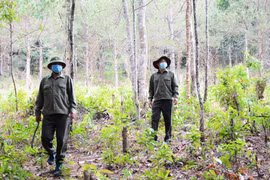 Gia Lai phấn đấu nâng độ che phủ rừng lên 49,2% vào năm 2030