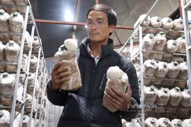 Thạc sĩ sinh học thôi làm viện nghiên cứu về trồng nấm lạ ở Đà Lạt, bán gần 200 ngàn/kg vẫn nhiều người ham mua