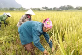 Mẹ tôi gạt cỏ bước lên