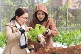 An Khê cần duy trì phát triển mô hình kinh tế tập thể