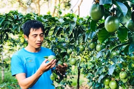 Pleiku: Dừng chủ trương đầu tư Dự án phục vụ chuyển đổi cây trồng, phát triển nông nghiệp ứng dụng công nghệ cao