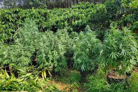 3 anh em ruột rủ nhau trồng cần sa trong rẫy cà phê