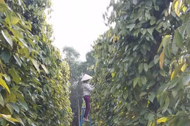 Giá tiêu hôm nay 6/5: Giá tiêu tiếp đà đi ngang