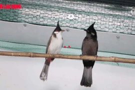 Bác sĩ nha khoa bảo tồn chim chào mào quý hiếm