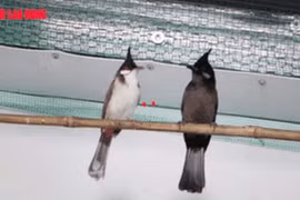 Bác sĩ nha khoa bảo tồn chim chào mào quý hiếm