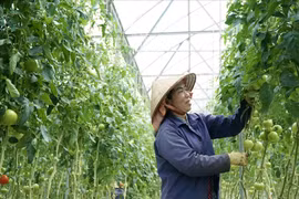 Nông nghiệp Lâm Đồng đang trở nên "thông minh" hơn thế nào?