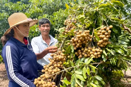 Ấm no trên quê hương mới