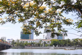 Đắm chìm với hoa điệp đang nhuộm vàng các cung đường xứ Huế