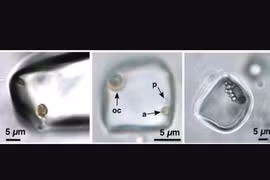 Phát hiện sinh vật gần 1 tỉ năm tuổi, có lẽ còn sống