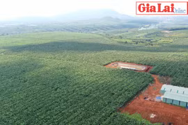 Nông nghiệp công nghệ cao: Cơ hội và thách thức