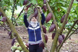 Đắk Lắk đang trồng loại cây có hạt làm sô cô la nhiều nhất Tây Nguyên, bán sang Nhật Bản rất đắt hàng