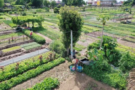 Về làng rau ven phố Hội