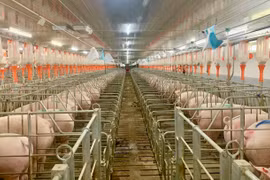 Gia Lai: "Làn sóng" các tập đoàn lớn muốn đầu tư nuôi heo, nuôi bò thịt công nghệ cao