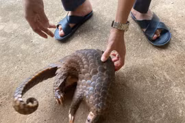 Đắk Nông: Mua đi bán lại tê tê nặng 4,2 kg để kiếm lời, bị khởi tố