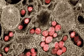 "Cổng vào" chưa từng biết của SARS-CoV-2: Cơ hội chặn 5 biến chủng