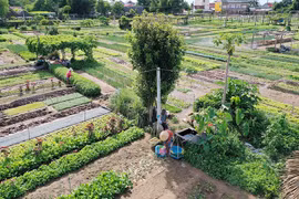 Về làng rau ven phố Hội