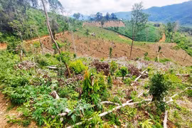 Chư Păh: Đối tượng phá hơn 2,2 ha rừng phòng hộ ra đầu thú