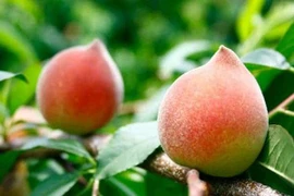 Những 'đại kỵ' khi ăn đào, cần tránh kẻo rước bệnh vào thân