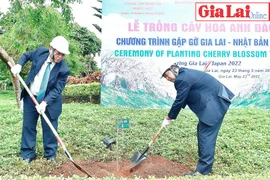 Hoa anh đào Nhật Bản bén đất Gia Lai