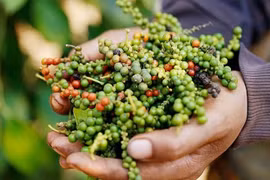 Giá tiêu hôm nay 25/5: Đồng loạt giảm thêm 1.500 đồng/kg