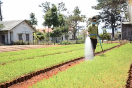 Ban Quản lý rừng phòng hộ Đak Đoa: Nhiều sai phạm trong trồng rừng và sử dụng kinh phí