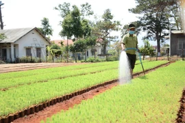 Ban Quản lý rừng phòng hộ Đak Đoa: Nhiều sai phạm trong trồng rừng và sử dụng kinh phí