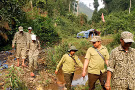 Người trẻ bảo vệ rừng già