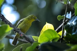 Gia Lai triển khai giải pháp cấp bách bảo tồn các loài chim hoang dã