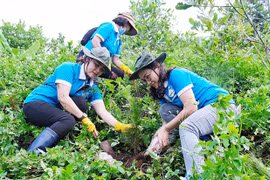 Trồng 1.000 cây thông ba lá mừng sinh nhật Bác ở TP. Pleiku
