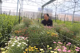 Nhà vườn An Khê tất bật vụ hoa Tết