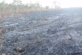 Ia Pa: Phá rừng làm rẫy lãnh 15 tháng tù