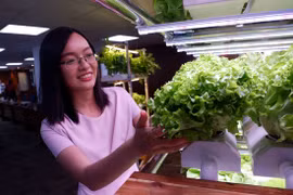 Kệ trồng rau thông minh không cần ánh nắng, mất điện 3 ngày vẫn sống khỏe