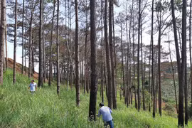 Cử 2 Phó bí thư tỉnh ủy ra tay dẹp nạn phá rừng thông