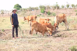 Chuyện nhà nông: Cải tạo đàn bò theo hướng chuyên thịt