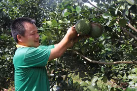 Nông dân Kông Chro chuyển đổi cây trồng để tăng thu nhập