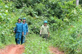 Kbang: Nỗ lực bảo vệ rừng