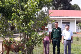 Tặng bò giống cho hộ nghèo trên biên giới Ia Púch