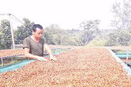Chế biến cà phê theo phương pháp mật ong: Dễ làm, hiệu quả cao