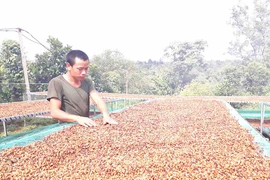 Chế biến cà phê theo phương pháp mật ong: Dễ làm, hiệu quả cao
