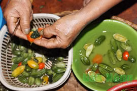 Đắk Nông: Loài cây leo ra quả dại, hái về ăn ngon, lại là thuốc hay