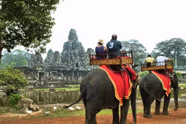 Campuchia cấm du khách cưỡi voi ở Angkor