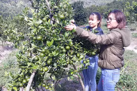 Đất cằn cho quả ngọt