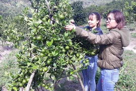Đất cằn cho quả ngọt