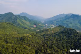 Rừng lim máu thịt của già Cao