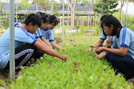 Học sinh trường chuyên... làm chủ vườn rau