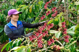 Liên kết sản xuất cà phê sạch tại Gia Lai: Hướng đi bền vững
