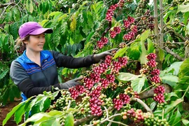 Liên kết sản xuất cà phê sạch tại Gia Lai: Hướng đi bền vững