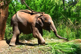 Voi Cu Sứt và những chiếc bẫy tàn độc