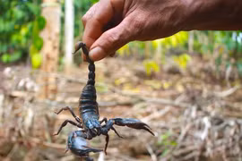 Săn "thần dược" vùng Bảy Núi