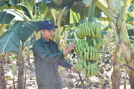 Trồng chuối già Nam Mỹ cho thu nhập cao